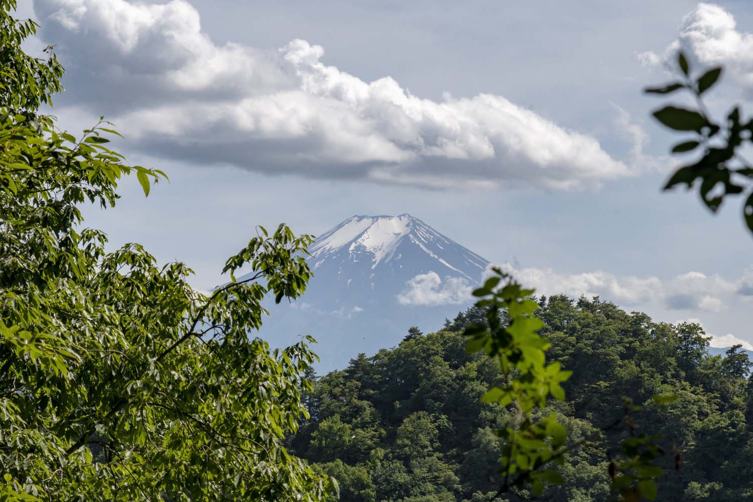山頂は蝶の乱舞の向こうに富士山の絶景